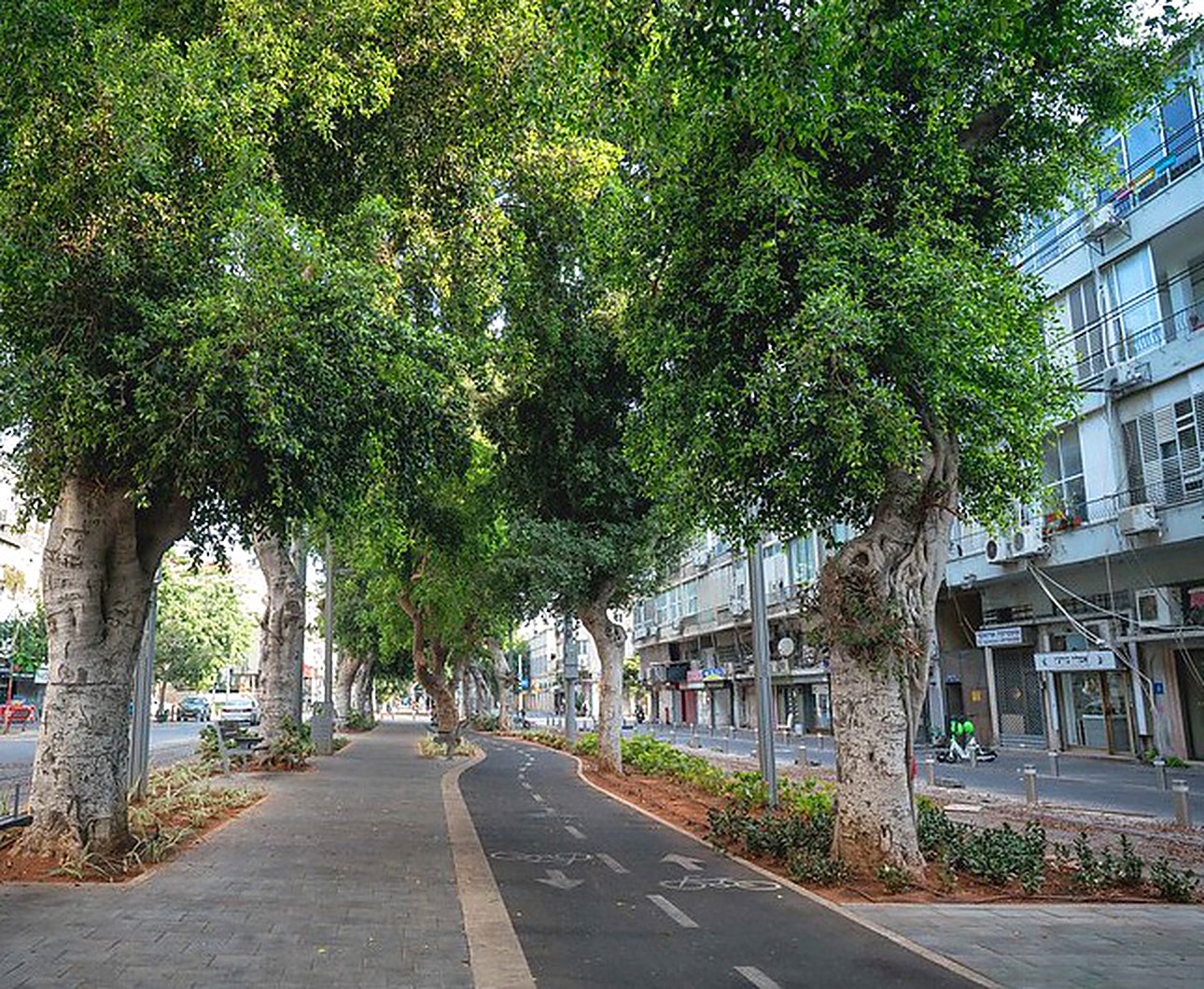 A tree-lined boulevard in Jaffa